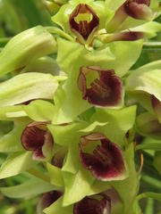 Orthochilus foliosus