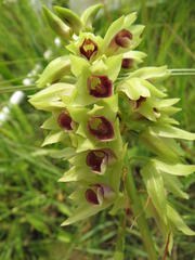 Orthochilus foliosus