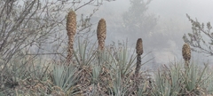Puya membranacea