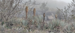 Puya membranacea