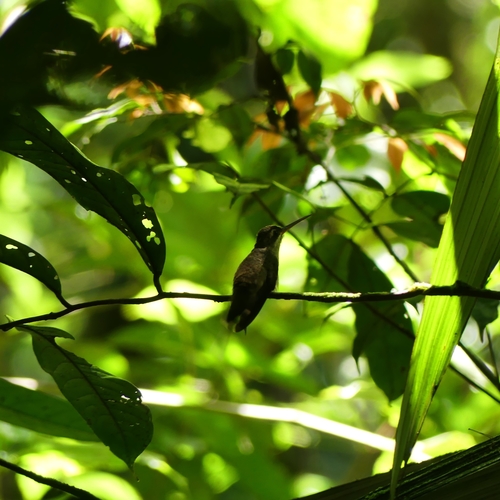 Straight-billed Hermit (Phaethornis bourcieri), photo 5