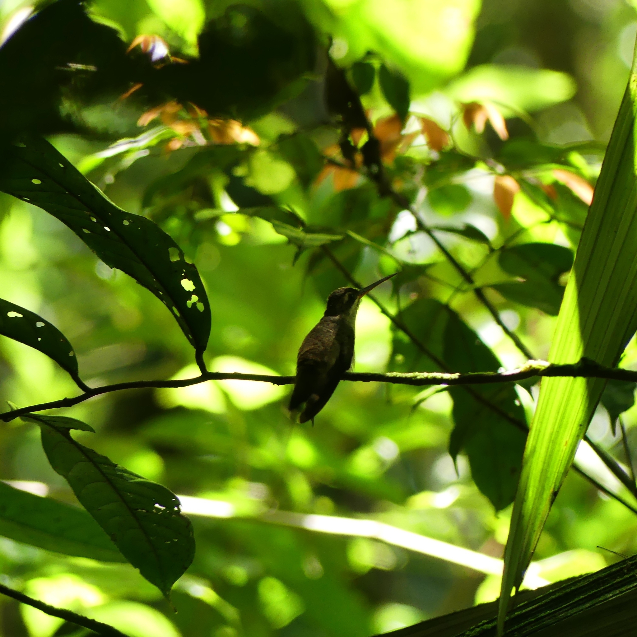 Straight-billed Hermit (Phaethornis bourcieri), photo 6
