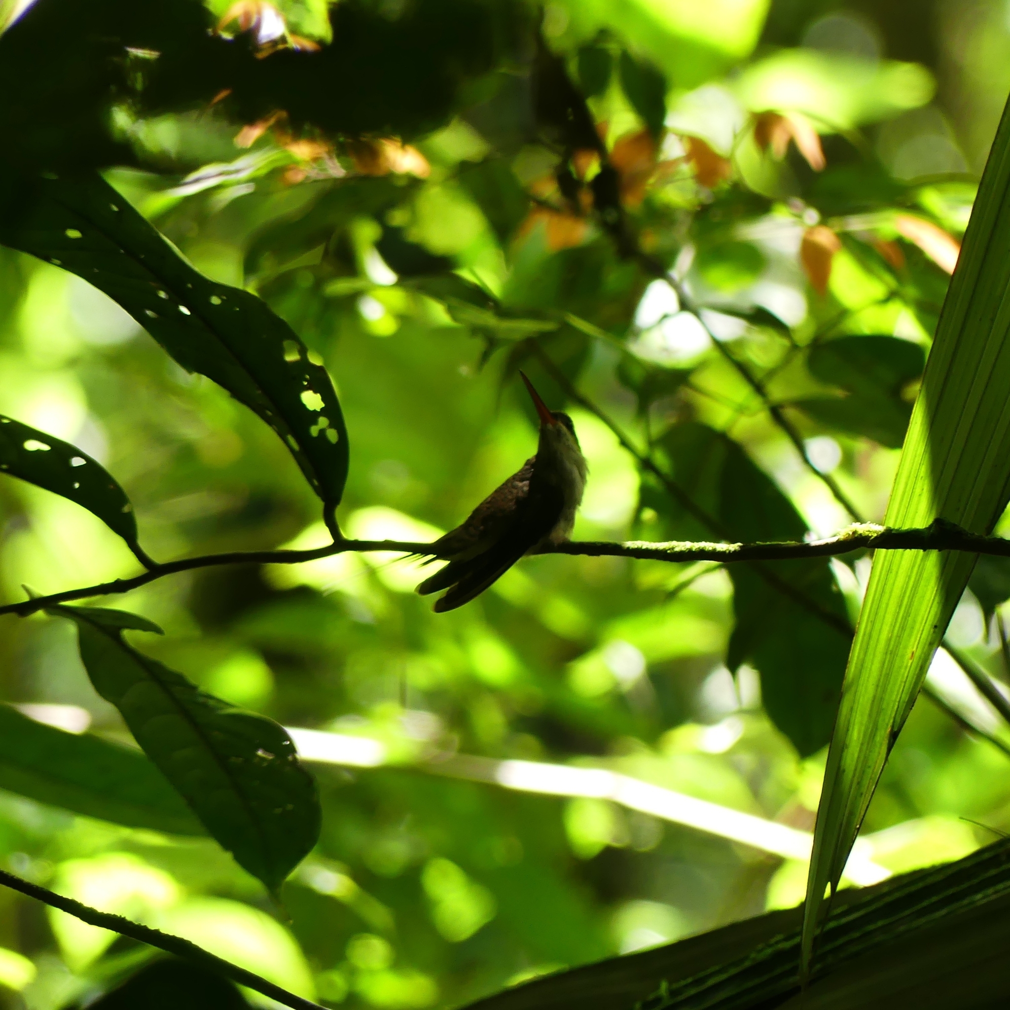 Straight-billed Hermit (Phaethornis bourcieri), photo 7
