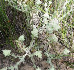 Helichrysum spiralepis