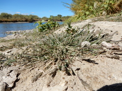 Sporobolus alopecuroides