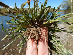 Sporobolus alopecuroides