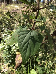 Baeodromus eupatorii