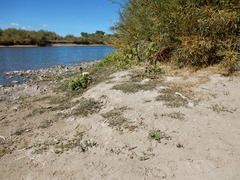 Sporobolus alopecuroides