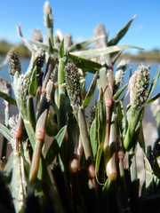 Sporobolus alopecuroides