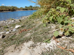 Sporobolus alopecuroides