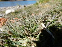 Sporobolus alopecuroides