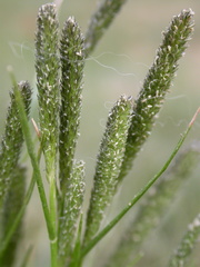 Sporobolus alopecuroides