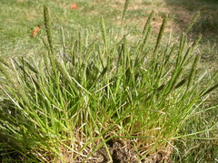 Sporobolus alopecuroides