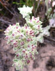 Helichrysum spiralepis