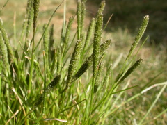 Sporobolus alopecuroides