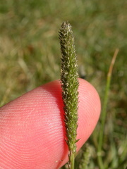 Sporobolus alopecuroides