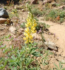 Lupinus croceus