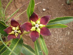 Pachycarpus concolor