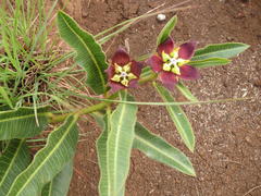 Pachycarpus concolor