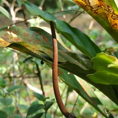 Anthurium hookeri