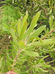 Protea compacta × susannae