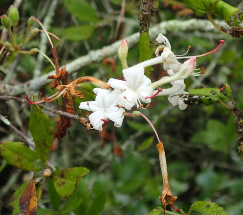 Image of Rhododendron serrulatum by (c) mfeaver, some rights reserved (CC BY)