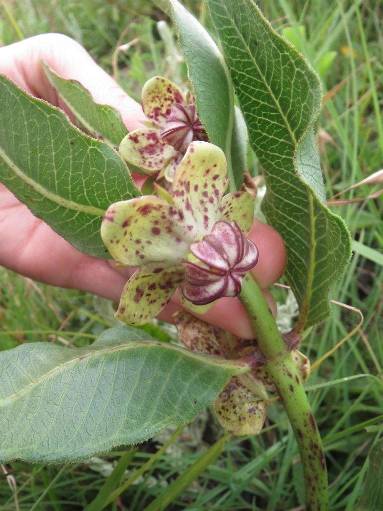 Natal thick-fruit