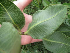 Pachycarpus natalensis