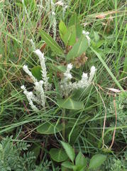 Pachycarpus natalensis