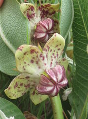 Pachycarpus natalensis