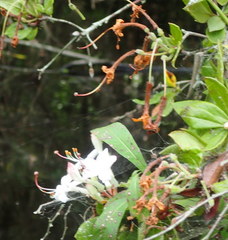 Rhododendron serrulatum