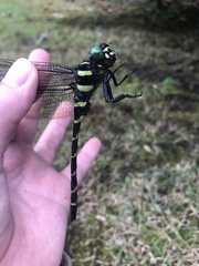 Anotogaster sieboldii