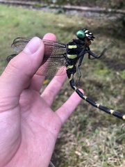 Anotogaster sieboldii