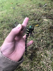 Anotogaster sieboldii