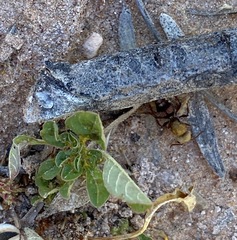 Dasymutilla snoworum