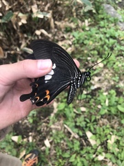 Papilio helenus