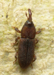 Pogonorhinus opacus