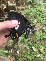 Papilio helenus