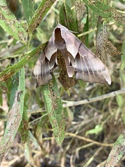 Smerinthus saliceti