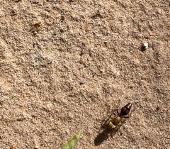 Dasymutilla snoworum