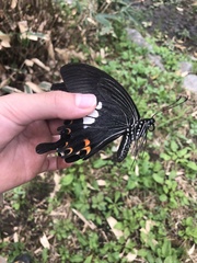Papilio helenus