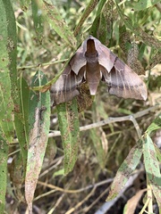 Smerinthus saliceti