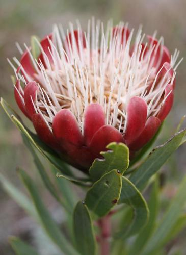 Protea simplex E.Phillips