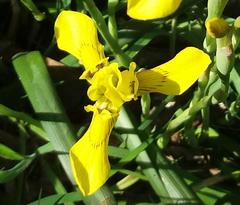 Moraea huttonii