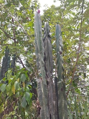 Cereus hexagonus