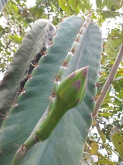 Cereus hexagonus