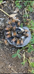 Apis mellifera