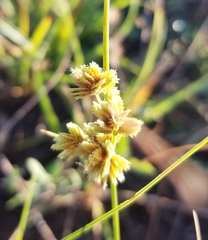Cyperus acuminatus