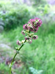 Thalictrum fendleri polycarpum