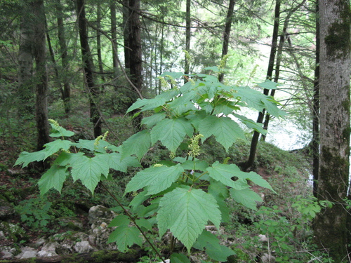 mountain maple (Acer spicatum)
